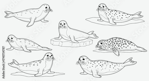 An illustration of several distinct seals in various resting positions on ice.