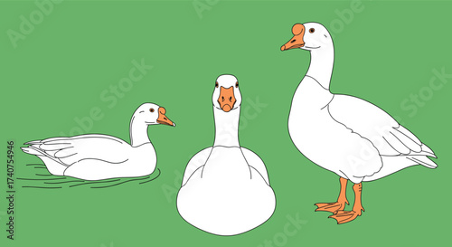 Various poses of white domestic geese shown from different angles on a green background.