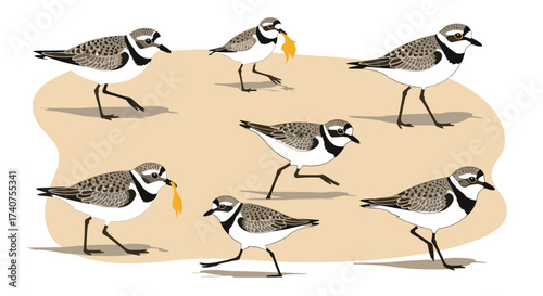 A charming group of small shorebirds actively foraging and carrying nesting materials on a sandy beach.