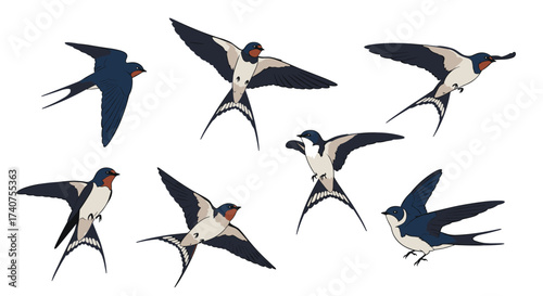 Seven different illustrations of barn swallows in flight showing their aerodynamic wing shapes and long forked tails.