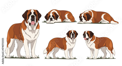 A collection of saint bernard dogs in various poses on grass.