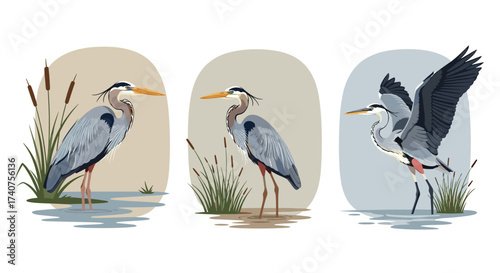 Three elegant great blue herons stand near tall reeds in tranquil marshland scenes.