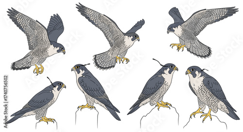 Various poses of peregrine falcons with tracking devices attached to their legs.