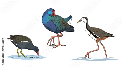 Three different water birds shown in pixel art style standing in shallow water.