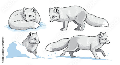 Four arctic foxes in various poses in a snowy landscape.