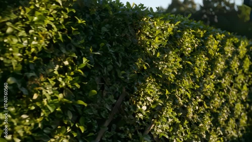 Vibrant Green Leaves Swaying Gently in the Warm Sunshine