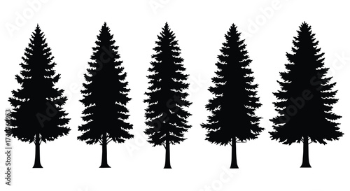 A simple illustration of five dark silhouettes of coniferous trees
