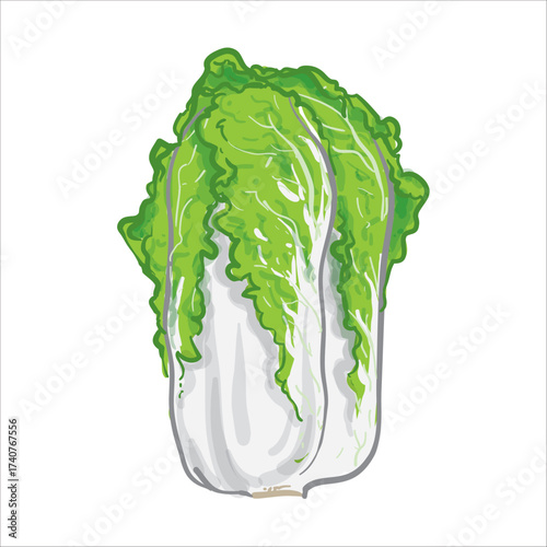 Chinese Cabbage Hand Drawing Vector Illustration