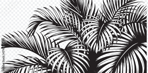 Monochrome Tropical Palm Leaves Design Element