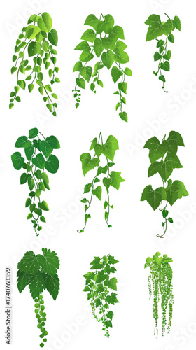 Set of hanging green climbing plants with leaves and grapevine illustrations isolated on white background in flat minimalist vector style for botanical design and nature concept