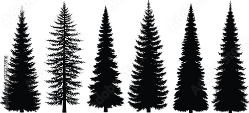 Set of detailed pine tree silhouettes in various natural shapes isolated on white background, evergreen conifer forest vector illustration design.