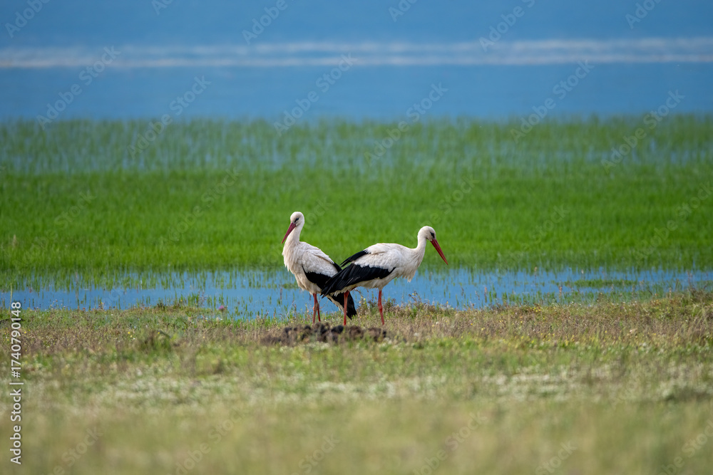 Obraz premium Serene white storks in lush wetland landscape