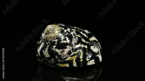 Polished Black and White Patterned Magpie Turbo Sea Shell on Black Background