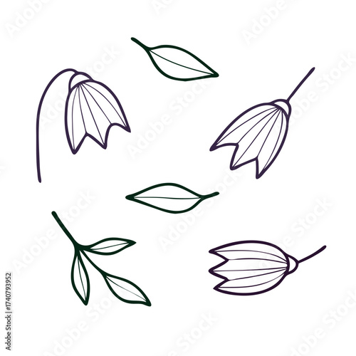 Non-AI Vector bellflower and leaves. Stylized bellflower and leaves isolated on white background.