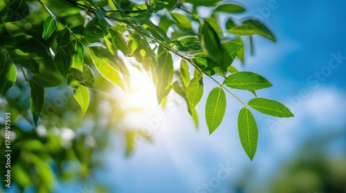 Fresh green leaves illuminated by sunlight on a bright sunny day with a blue sky