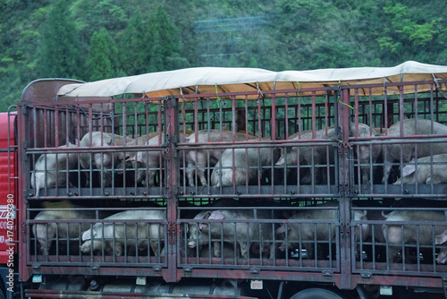 Quadro em tela Transport truck for transporting live pigs