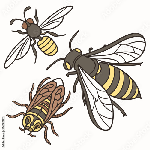 Illustration of three different types of wasps, including a yellow jacket, a hornet, and a paper wasp vector drawing of insects