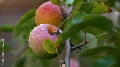 Ripe red apples on tree branch after rain with dew drops, fresh harvest in orchard for healthy food and diet.