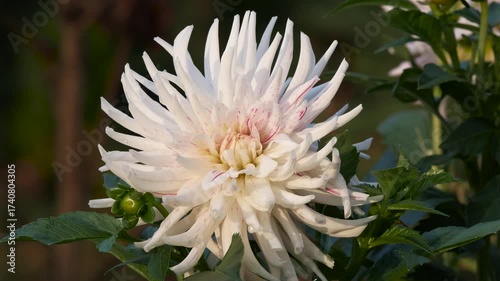 A large white dahlia flower in the garden. Autumn flowers.