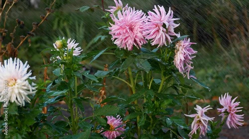 Large bush of blooming pink dahlia flowers in garden during rain, beautiful autumn floral scene.