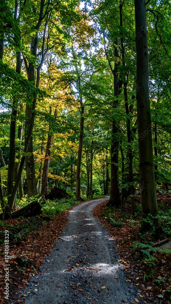 Obraz premium Path through autumn woods