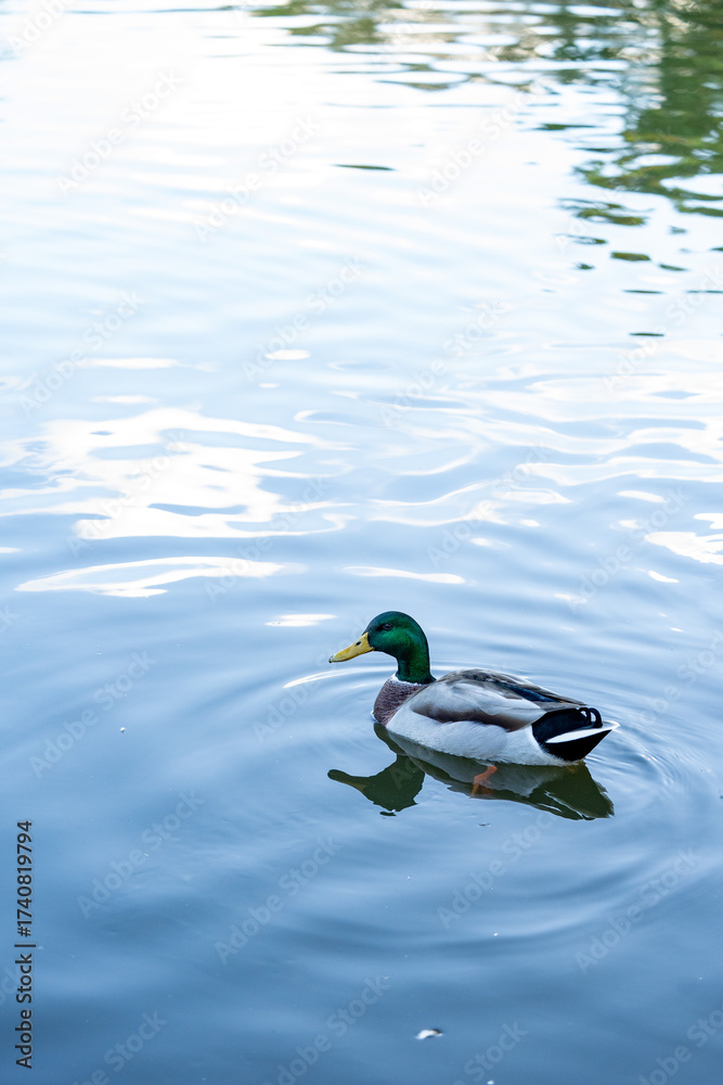 Obraz premium duck in the water