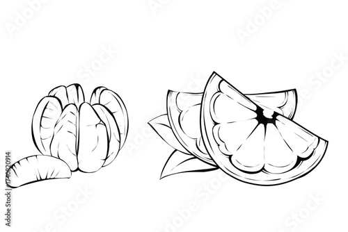 Citrus Anatomy in Line Art