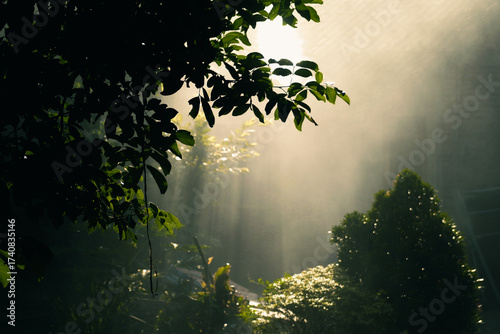 Canvas Print Dramatic sunbeams (crepuscular rays) cut through mist in a dark, lush forest