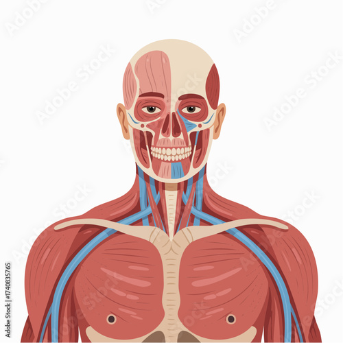 Detailed anatomical illustration of the human head and torso, showcasing muscles, bones, and circulatory system