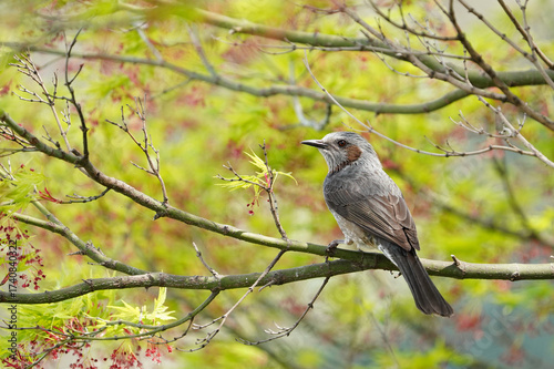 枝にとまるヒヨドリ