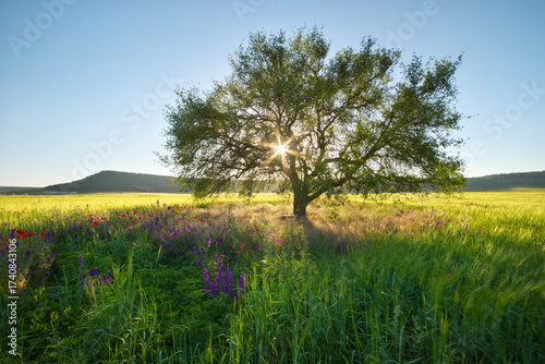 Green meadow in mountain and spring tree.