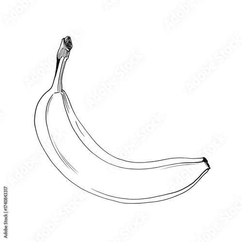 Banana Sketch isolated on transparent background