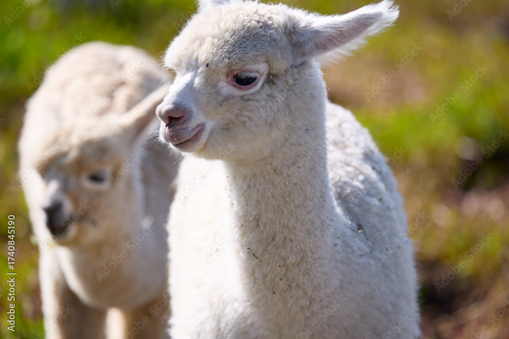 Naklejka premium Cute alpacas raised in grassland tourist resort