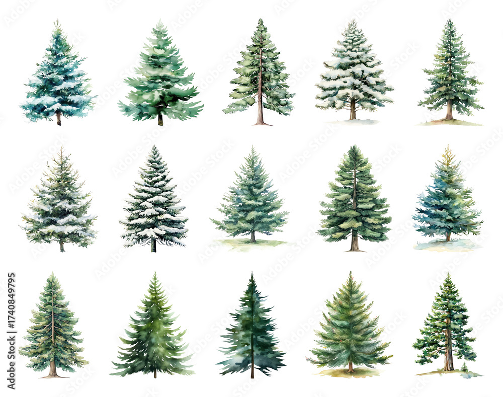Fototapeta premium Watercolor evergreen trees collection.