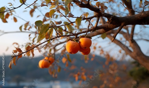 South Korea, nature background, korea thanksgivingday, fall nature, lanscape, tree, zoom in, persimmon tree, persimmon