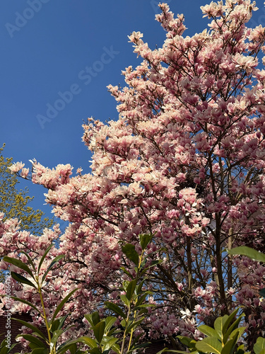 Magnolia tree with pink flowers in full bloom against clear blue sky. Outdoor springtime photography.