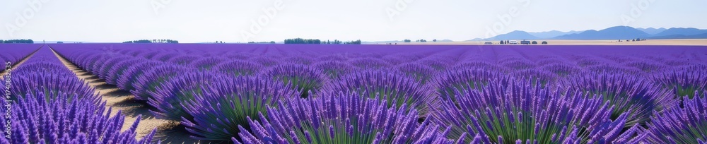 Fototapeta premium Serene landscape of a vast violet lavender field gently swaying in the breeze under a clear sky, violet, beauty
