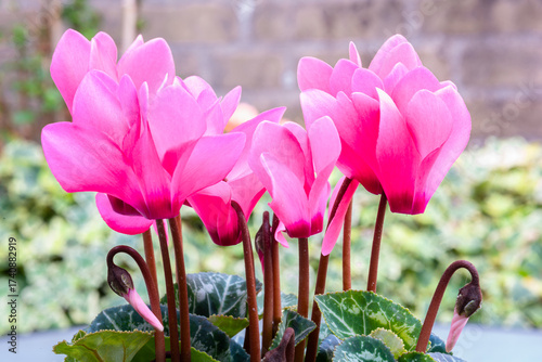 Bright pink cyclamen flowers with decorative green leaves and soft background