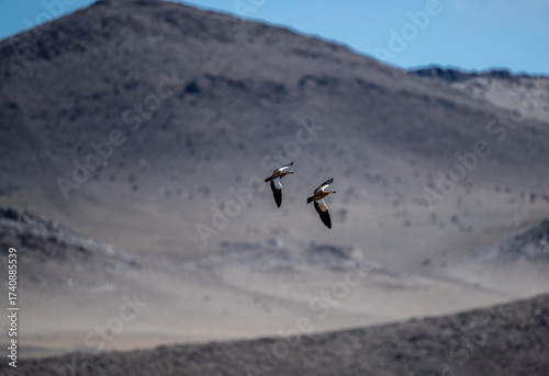 Wild ducks in the wild on the Altai steppes on an autumn day