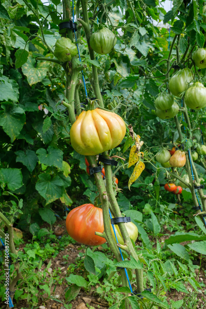Obraz premium Close up of tomato plants with green and orange tomatoes of different sizes growing on vines secured by plastic clips The ground is covered in vegetation