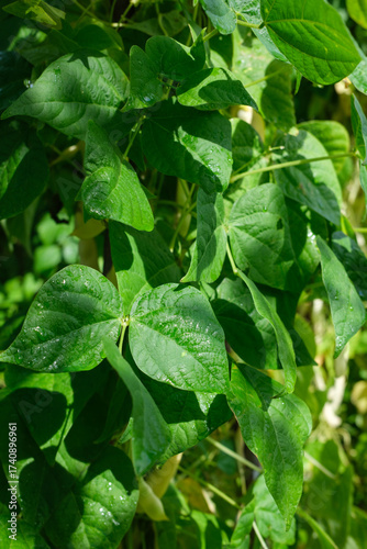 Wallpaper Mural Close up view of a bean plant with green leaves some with water droplets against a blurred background The image shows a section of the plant in natural light Torontodigital.ca