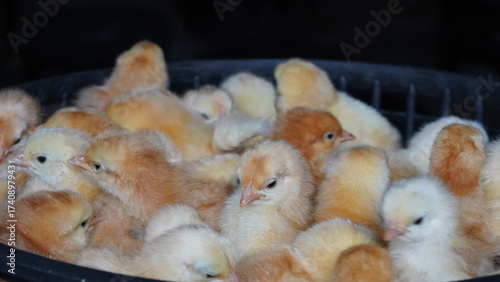Fluffy Baby Chicks in Group - Newborn Yellow Chicks in Poultry Hatchery - Day-Old Golden Brown Chicks in Basket – Close-Up Poultry Farming Concept - Cute Farm Baby Chicks photo