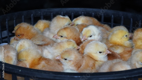 Fluffy Baby Chicks in Group - Newborn Yellow Chicks in Poultry Hatchery - Day-Old Golden Brown Chicks in Basket – Close-Up Poultry Farming Concept - Cute Farm Baby Chicks photo