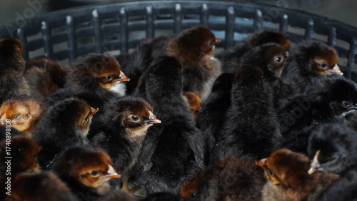Newly Hatched Black Breed Baby Chicks in Poultry Farm - Close Up of Fluffy Baby Chicks in Basket - Group of Newly Hatched Baby Chicks in Poultry Farm photo