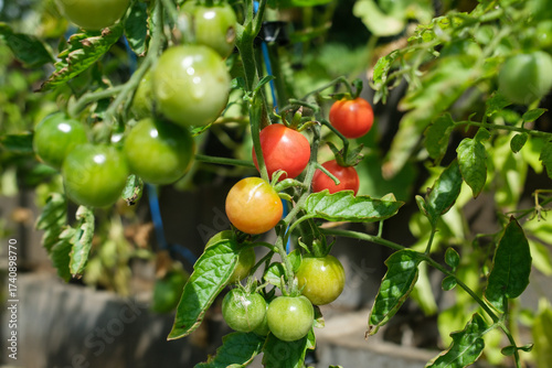 A tomato plant growing in a garden The plant has green leaves and tomatoes of varying colors from green to yellow to red The tomatoes are small and round