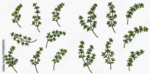 Illustration of thyme sprigs with small green leaves on a transparent background.
