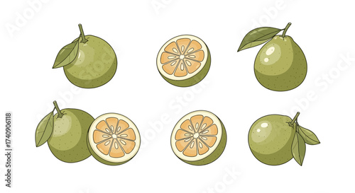 A vector illustration set featuring green citrus fruits, likely pomelos or sweet limes, depicting whole fruits with leaves and sliced halves showing juicy segments in a flat cartoon style.
