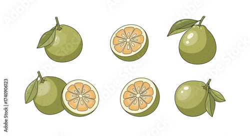 A vector illustration set featuring green citrus fruits, likely pomelos or sweet limes, depicting whole fruits with leaves and sliced halves showing juicy segments in a flat cartoon style.
