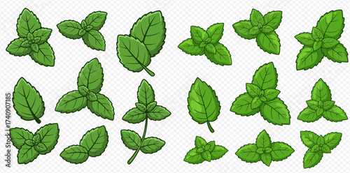 Illustration of several sprigs and individual leaves of mint, in various arrangements and angles.