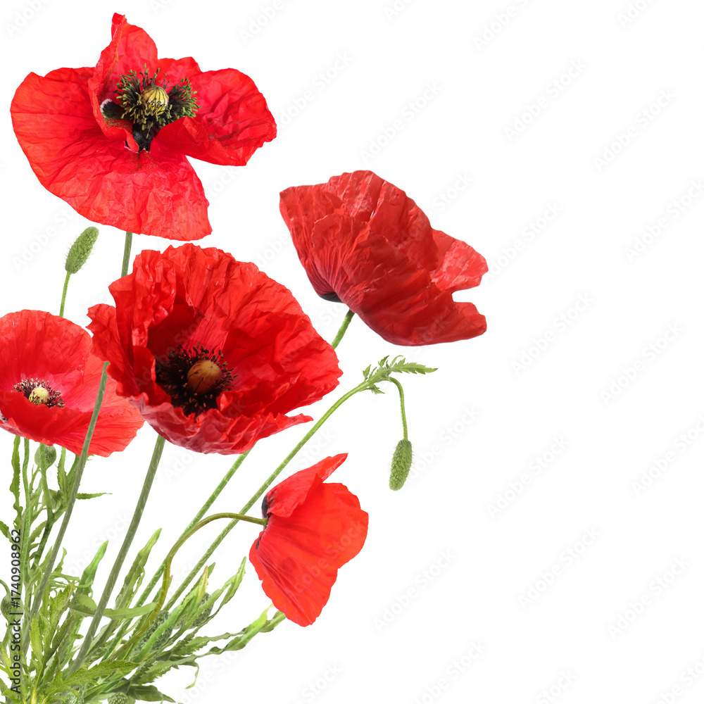 Fototapeta premium Bright red poppy flowers on white background